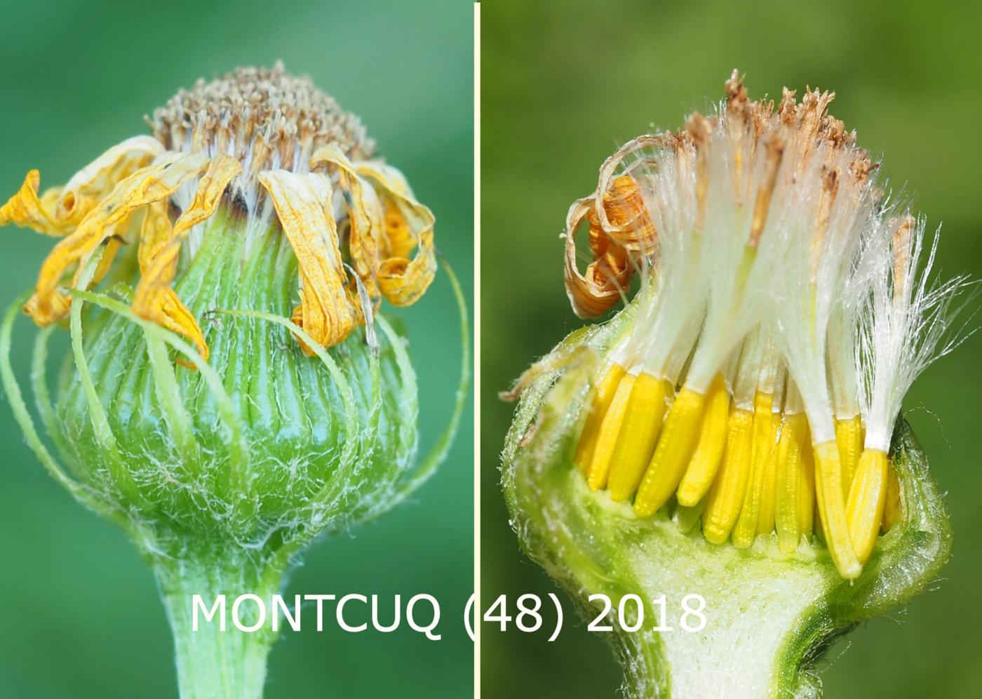 Ragwort, Chamois fruit